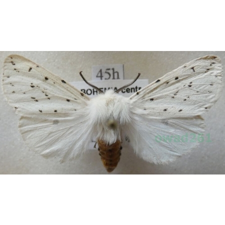 Spilosoma lubricipeda (Linnaeus, 1758) Szewnica miętówka Czech45h